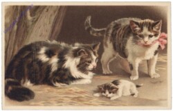 Drei Katzen