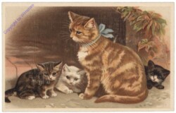 Vier Katzen