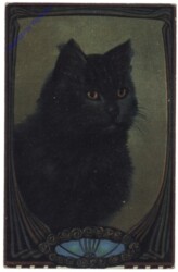 Katzenportrait
