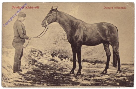 Pferd mit Besitzer