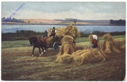 Pferd zieht Strohwagen