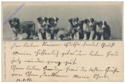 Hunde