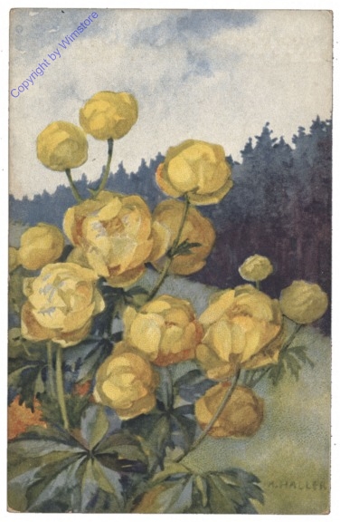 Blumen auf einer Wiese