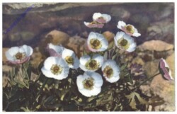 Ranunkulus glacialis