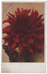Rote Blüte