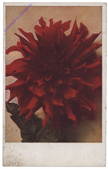 Rote Blüte