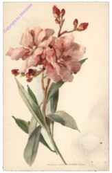 Oleander