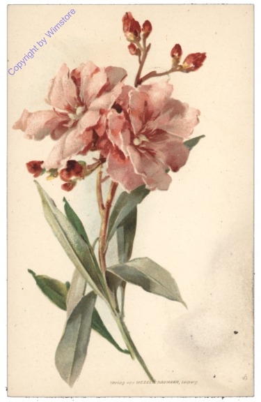 Oleander