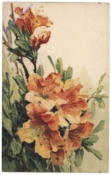 Oleander