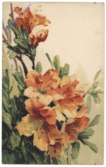Oleander