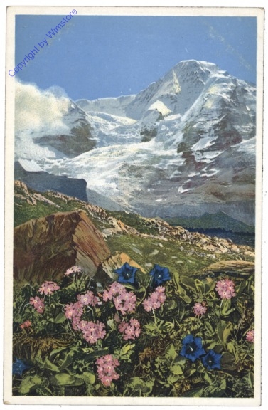 Mehlprimel und stengelloser Enzian