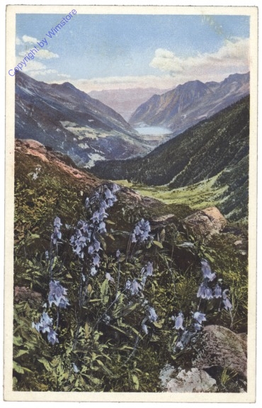 ak124960 Bärtige Glockenblume
