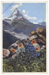 Berg Wohlverleih, Alpenvergißmeinnicht und Braunelle