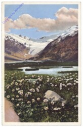 Gletscher-Hahnenfuß