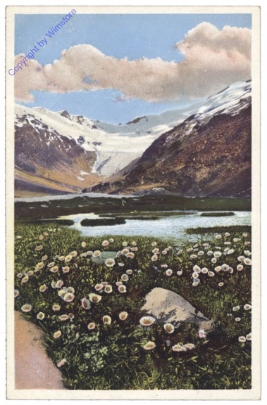 Gletscher-Hahnenfuß