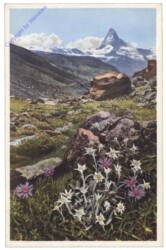 Edelweiß und Alpenaster