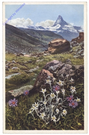 Edelweiß und Alpenaster