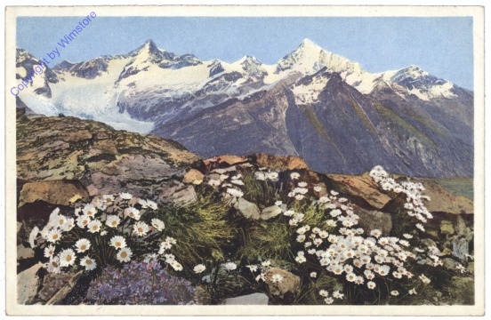 ak124966 Alpen Wucherblume