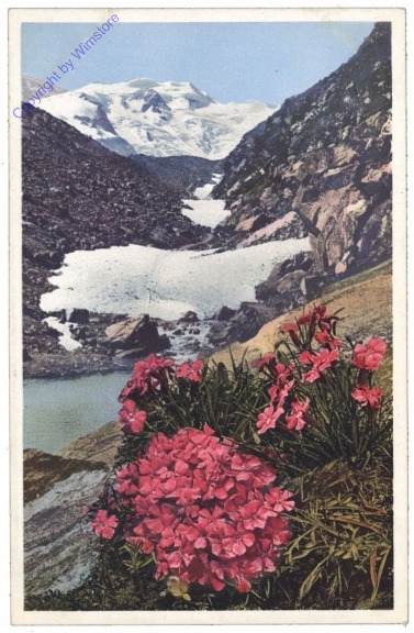 Gletschernelke