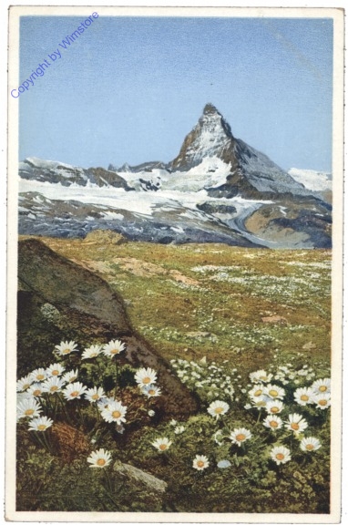 ak124973 Alpen Wucherblume