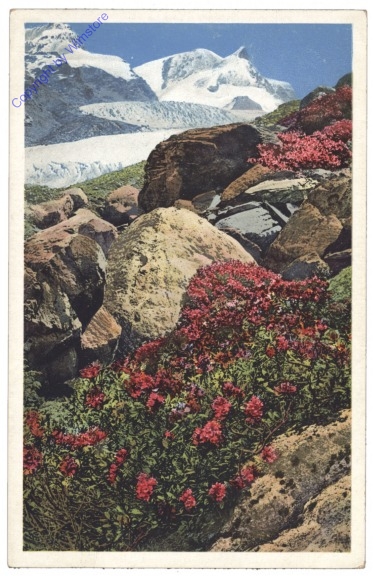 Rostfarbige Alpenrose
