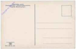 Zwergvergissmeinnicht
