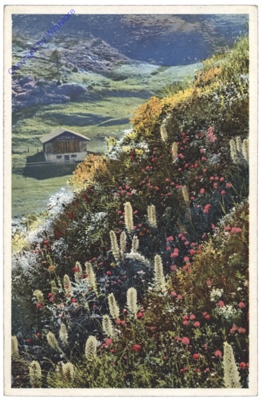 Straußblütige Glockenblume