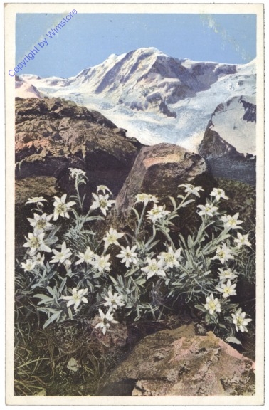 Edelweiß