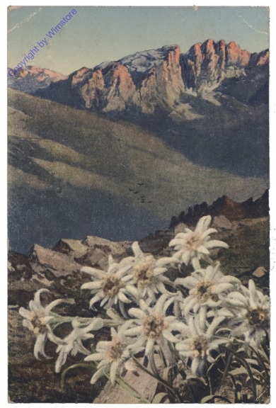 Edelweiß