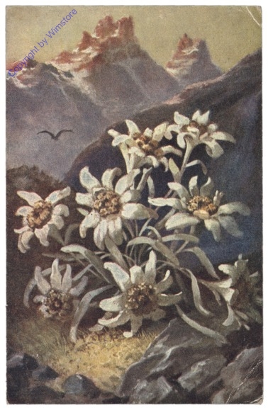 Edelweiß