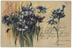 Blaue Anemonen