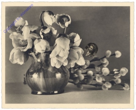 Christrosen in Vase