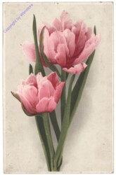 Tulpen