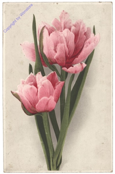 Tulpen