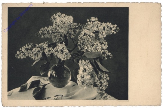 ak125010 Flieder in einer Vase