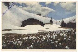 ak125011_1 Bergfrühling