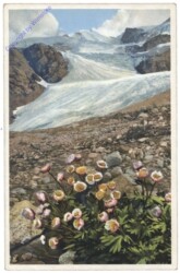 Gletscher Hahnenfuß