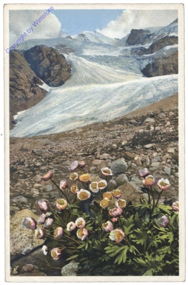 Gletscher Hahnenfuß