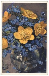 Sumpfdotterblume und Alpenvergissmeinnicht