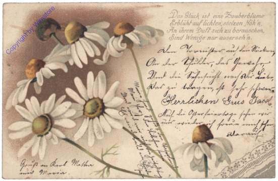 Margeriten, Vers