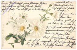 Margeriten
