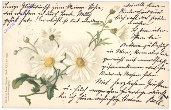Margeriten