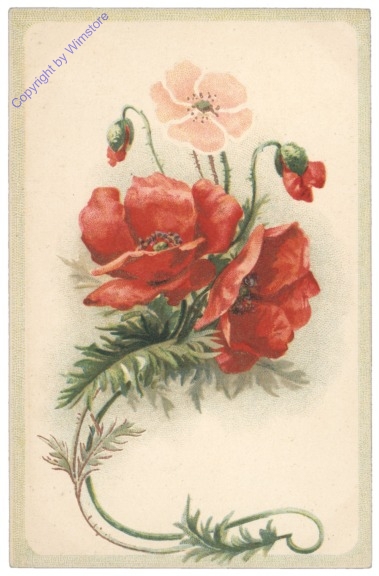 Mohnblumen