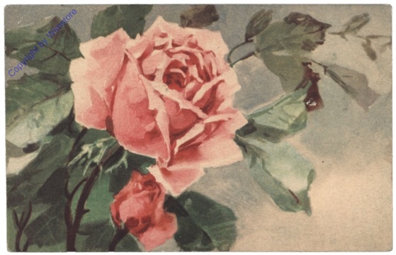 Rose (rosa)