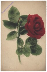 Rose (rot)