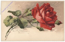 Rose (rot)