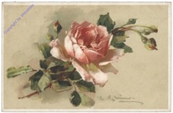 Rose (rosa)