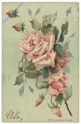 Rose (rosa)