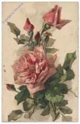 Rose (rot)