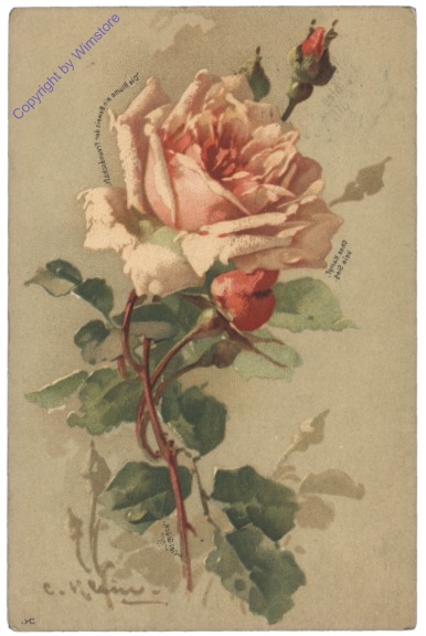 Rose (rosa)